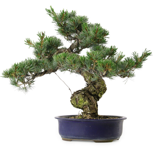 Pinus parviflora, 40 cm, ± 30 years old, with a nebari of 12 cm