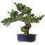 Pinus parviflora, 40 cm, ± 30 años de edad, con un nebari de 12 cm.
