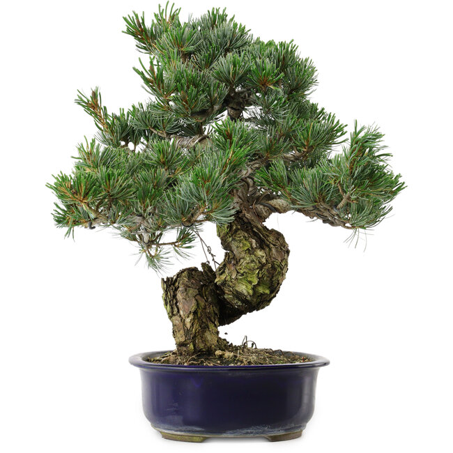 Pinus parviflora, 40 cm, ± 30 years old, with a nebari of 12 cm
