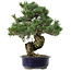 Pinus parviflora, 40 cm, ± 30 anni, con nebari di 12 cm