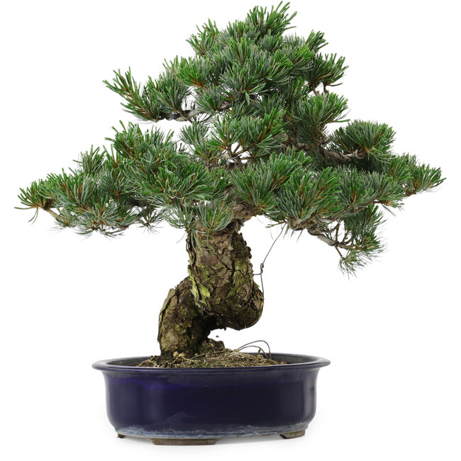 Pinus parviflora, 40 cm, ± 30 anni, con nebari di 12 cm