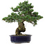 Pinus parviflora, 40 cm, ± 30 años de edad, con un nebari de 12 cm.