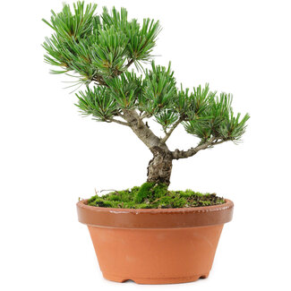 Pinus parviflora, 22 cm, ± 15 years old