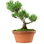 Pinus parviflora, 22 cm, ± 15 Jahre alt