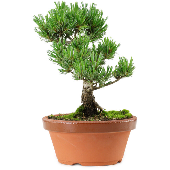 Pinus parviflora, 22 cm, ± 15 years old