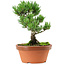 Pinus parviflora, 22 cm, ± 15 anni