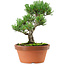 Pinus parviflora, 22 cm, ± 15 años de edad