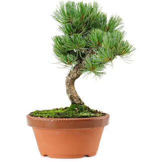 Pinus parviflora, 22 cm, ± 15 anni
