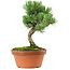Pinus parviflora, 22 cm, ± 15 años de edad