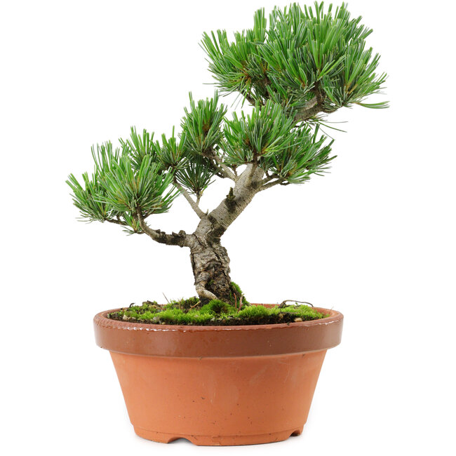 Pinus parviflora, 22 cm, ± 15 años de edad