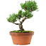 Pinus parviflora, 22 cm, ± 15 jaar oud