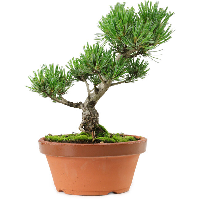 Pinus parviflora, 22 cm, ± 15 anni