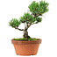 Pinus parviflora, 22 cm, ± 15 jaar oud