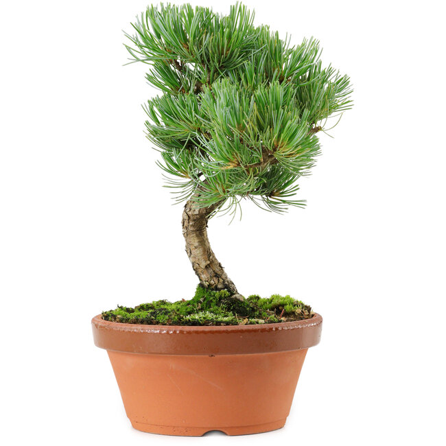 Pinus parviflora, 22 cm, ± 15 Jahre alt