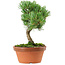 Pinus parviflora, 22 cm, ± 15 years old