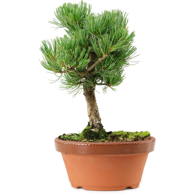 Pinus parviflora, 22 cm, ± 15 years old