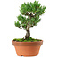 Pinus parviflora, 22 cm, ± 15 años de edad
