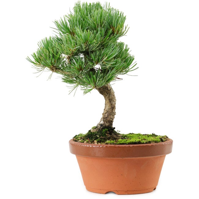 Pinus parviflora, 22 cm, ± 15 years old