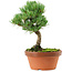 Pinus parviflora, 22 cm, ± 15 Jahre alt
