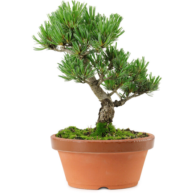 Pinus parviflora, 22 cm, ± 15 años de edad