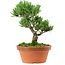Pinus parviflora, 22 cm, ± 15 años de edad