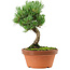 Pinus parviflora, 22 cm, ± 15 años de edad
