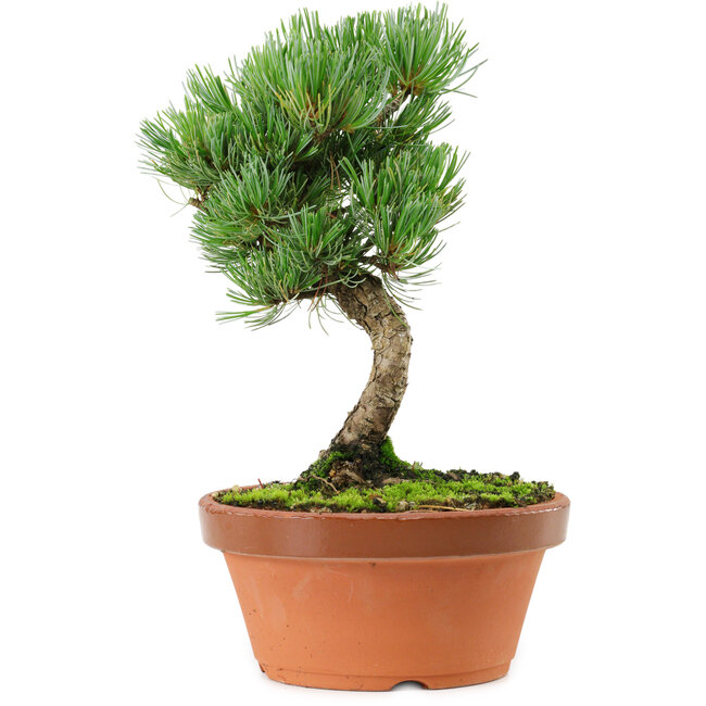 Pinus parviflora, 22 cm, ± 15 años de edad