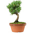 Pinus parviflora, 22 cm, ± 15 Jahre alt