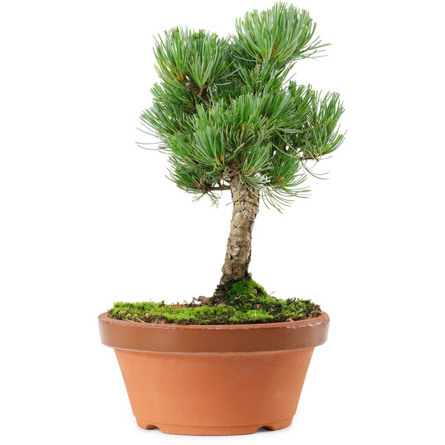 Pinus parviflora, 22 cm, ± 15 jaar oud