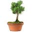 Pinus parviflora, 22 cm, ± 15 years old
