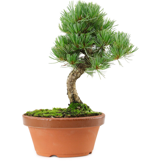Pinus parviflora, 22 cm, ± 15 Jahre alt
