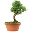 Pinus parviflora, 22 cm, ± 15 anni
