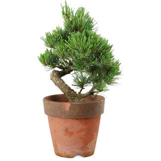 Pinus parviflora, 20 cm, ± 15 años de edad