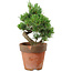 Pinus parviflora, 20 cm, ± 15 Jahre alt