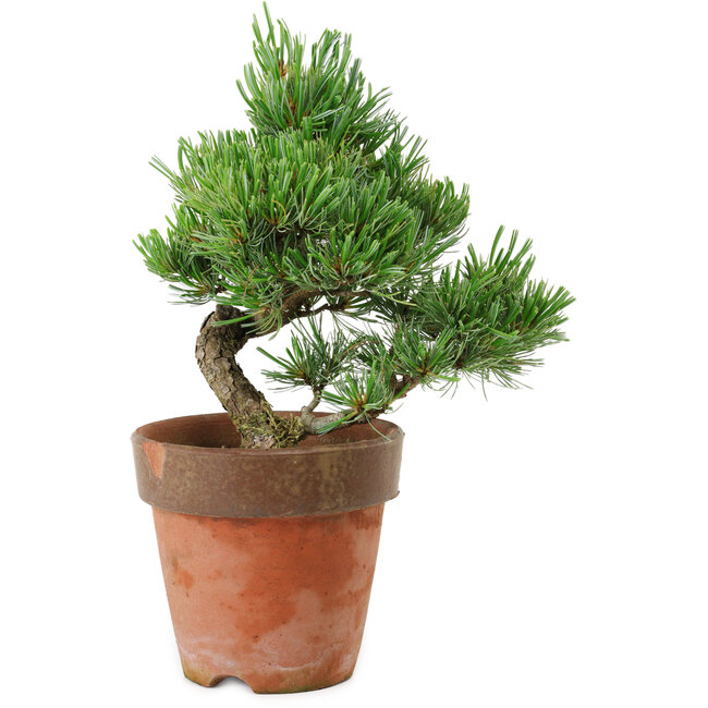 Pinus parviflora, 20 cm, ± 15 años de edad