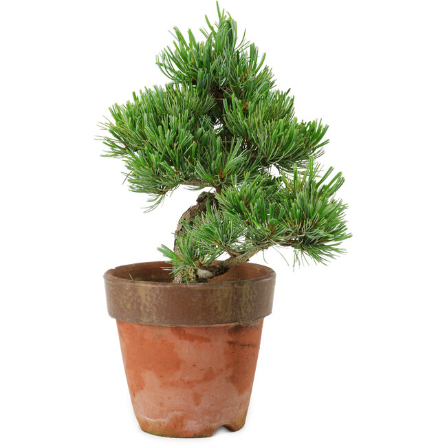 Pinus parviflora, 20 cm, ± 15 años de edad