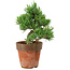 Pinus parviflora, 20 cm, ± 15 anni