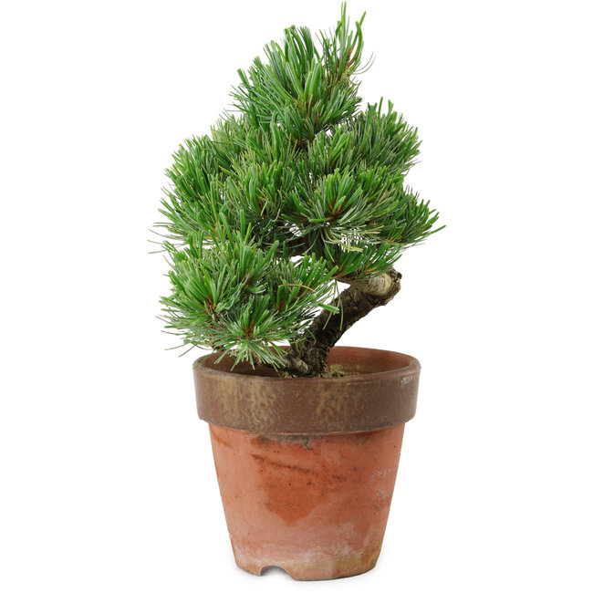 Pinus parviflora, 20 cm, ± 15 years old