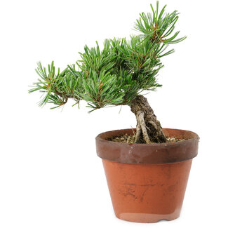 Pinus parviflora, 25 cm, ± 15 Jahre alt