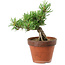 Pinus parviflora, 25 cm, ± 15 ans