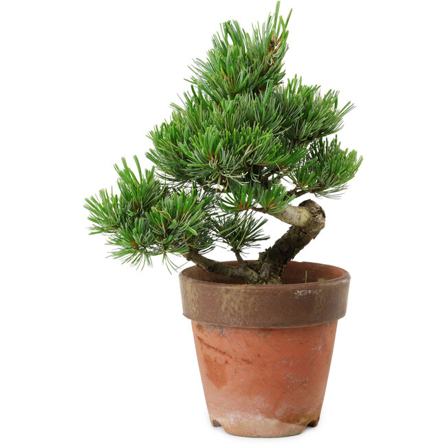 Pinus parviflora, 20 cm, ± 15 ans