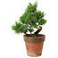 Pinus parviflora, 20 cm, ± 15 Jahre alt
