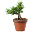 Pinus parviflora, 25 cm, ± 15 anni