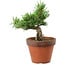 Pinus parviflora, 25 cm, ± 15 years old