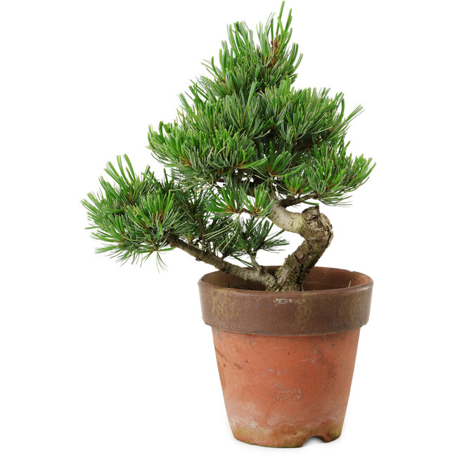 Pinus parviflora, 20 cm, ± 15 anni