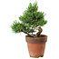 Pinus parviflora, 20 cm, ± 15 ans