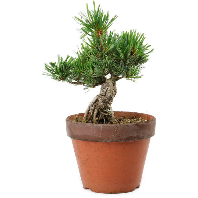 Pinus parviflora, 25 cm, ± 15 Jahre alt