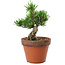 Pinus parviflora, 25 cm, ± 15 años de edad