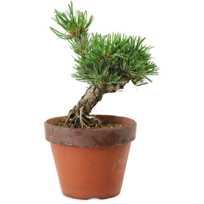 Pinus parviflora, 25 cm, ± 15 years old