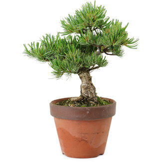 Pinus parviflora, 24 cm, ± 15 years old